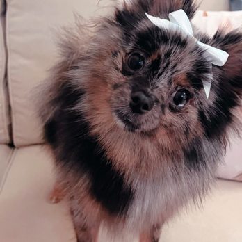 Kanine Klippers - HAPPY CLEAN PUP - Pet Groomers Near Me - Austin, Texas