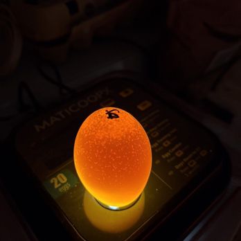 Bearded Lady Farms - Non fertile egg after 7 days in incubator. - Attraction Farms Near Me - Denmark, South Carolina