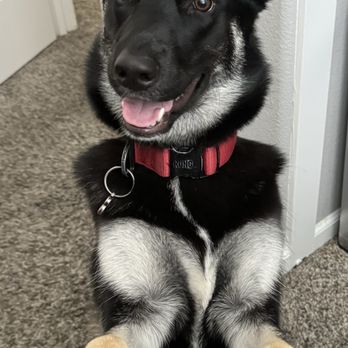 k9 Cosmetology - Christiana quickly developed a rapport with our fur baby. We can't imagine anyone else grooming our baby. Make your appointment! - Pet Groomers Near Me k9 Cosmetology - Christiana quickly developed a rapport with our fur baby. We can't imagine anyone else grooming our baby. Make your appointment! - Pet Groomers Near Me