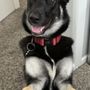 Photo of k9 Cosmetology