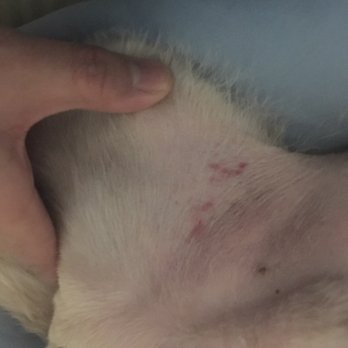 Canine Design - The bruises we found on his inner thigh - Pet Groomers Near Me - Kensington, Maryland Canine Design - The bruises we found on his inner thigh - Pet Groomers Near Me - Kensington, Maryland