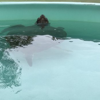 Loggerhead Marinelife Center - Loggerheads, leatherbacks & several different species - Community Service/Non-Profit Near Me - Juno Beach, Florida
