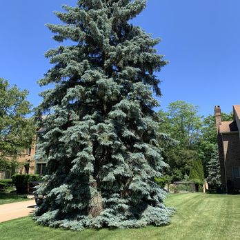 SavATree Troy - Colorado Blue Spruce. Has multiple years of healthy needle growth once again - Tree Services Near Me - Troy, Michigan SavATree Troy - Colorado Blue Spruce. Has multiple years of healthy needle growth once again - Tree Services Near Me - Troy, Michigan