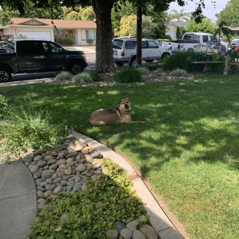 Adopt A Doggie - Pet Adoption Near Me Adopt A Doggie - Pet Adoption Near Me