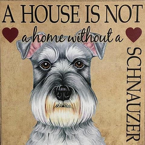 Blessed Haven Miniature Schnauzer Puppies - Niles, MI Image
