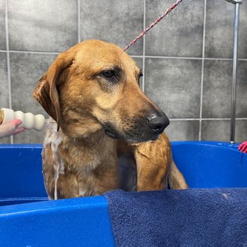 Hounds Town - Orlando Universal - Pet Transportation Near Me - Orlando, Florida