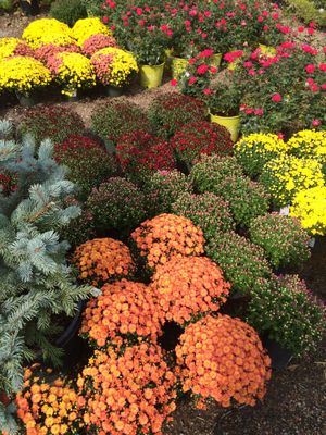 Jerry's Nursery & Landscaping by null