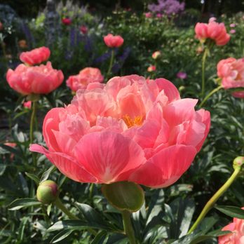 Draycott Gardens - More peonies - Nurseries & Gardening Near Me - Upperco, Maryland