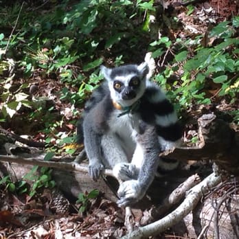 Duke University Lemur Center - Tugger - Zoos Near Me - Durham, North Carolina