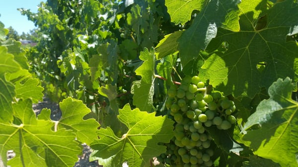 Broken Earth Winery by null