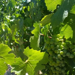Broken Earth Winery - In the earth at the source...