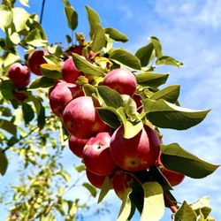 Thompson's Orchards - Apples