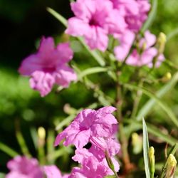 The Japanese Friendship Garden of Phoenix - Purple flowers