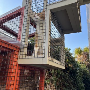 Catio Guy - Pet Services Near Me Catio Guy - Pet Services Near Me