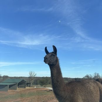Atlanta Safari Park - Petting Zoos Near Me - Commerce, Georgia