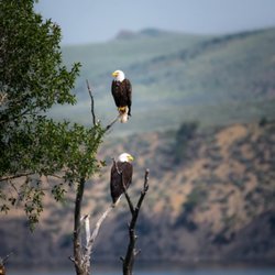 Bentley Tours - Brackendale Bald Eagles