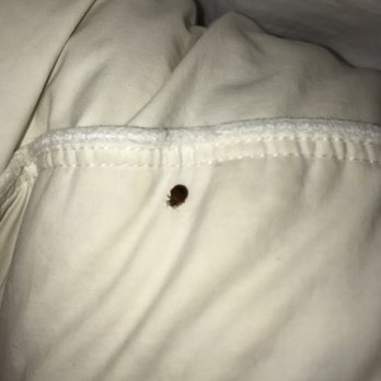 Sheraton Albuquerque Uptown - Bed bug - Hotels Near Me - Albuquerque, New Mexico Sheraton Albuquerque Uptown - Bed bug - Hotels Near Me - Albuquerque, New Mexico
