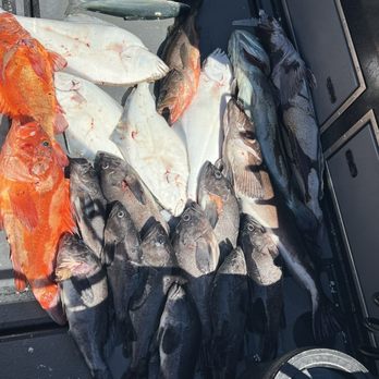 Kingfisher Charters & Lodge - A day catch missing a couple salmon, but it was still a good time - Fishing Near Me - Sitka, Alaska Kingfisher Charters & Lodge - A day catch missing a couple salmon, but it was still a good time - Fishing Near Me - Sitka, Alaska