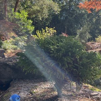 Wells Japanese Garden - Parks Near Me - Newberry, South Carolina Wells Japanese Garden - Parks Near Me - Newberry, South Carolina