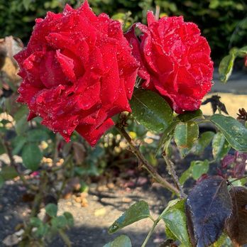 The Berkeley Rose Garden - Botanical Gardens Near Me - Berkeley, California