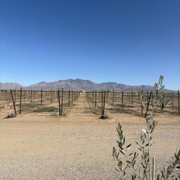 Olive orchard and vines