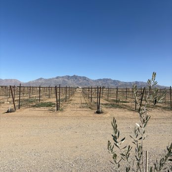 Olive's Vineyard Café - Olive orchard and vines - Cafes Near Me - Willcox, Arizona