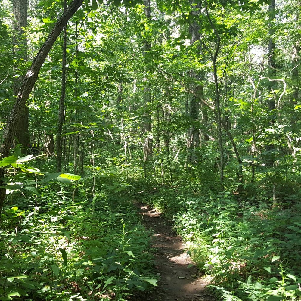 Hogpen Gap - Narrow trails - Hiking Near Me - Helen, Georgia Hogpen Gap - Narrow trails - Hiking Near Me - Helen, Georgia
