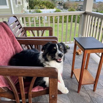 Maui Dog Whisperer - Pet Training Near Me