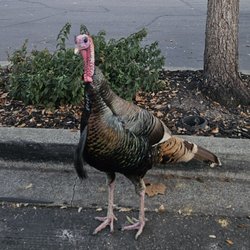 Wild turkey strutting outside John Muir Urgent Care