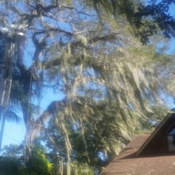 Bam Tree Service - 2/12/16 Demossing, weight reduction over home and parking area. BEFORE