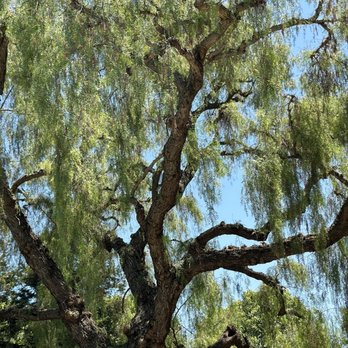 One Pearl Place - Gigantic old tree that looks amazing - Apartments Near Me - San Jose, California One Pearl Place - Gigantic old tree that looks amazing - Apartments Near Me - San Jose, California