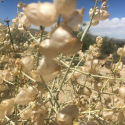 Every Leaf Speaks Botanical Studies - ChatGPT
Scutellaria mexicana, or Mexican skullcap, native to Mexico, is a calming herb with blue-purple flowers.NOT MEDICINAL
