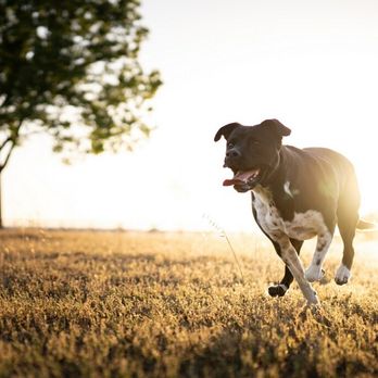 Dog Inspired Photography - Pet Photography Near Me