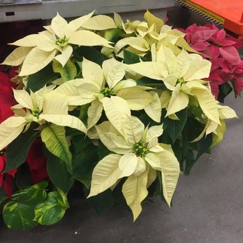 The Home Depot - That is a monster white poinsettia!! - Nurseries & Gardening Near Me - Plano, Texas