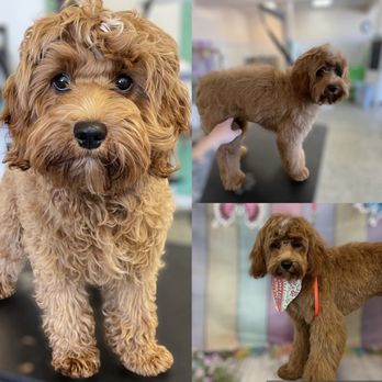 Village Pet Spa - Pet Groomers Near Me - Belford, New Jersey Village Pet Spa - Pet Groomers Near Me - Belford, New Jersey