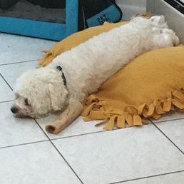 This is Ali when he gets home from TBL He's exhausted from all the playtime with his friends. He loves it there. Such a party animal! This is Ali when he gets home from TBL He's exhausted from all the playtime with his friends. He loves it there. Such a party animal!