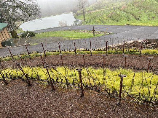 Pride Mountain Vineyards by null