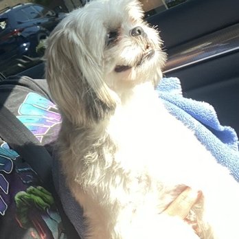 Waggily Ever After Pet Grooming - Before - Pet Groomers Near Me - South Gate, California