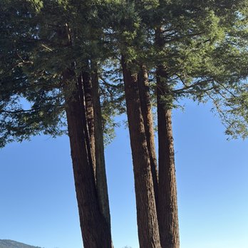 South Coast Tree Care - Tree Services Near Me - Brookings, Oregon South Coast Tree Care - Tree Services Near Me - Brookings, Oregon