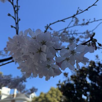 Presidio Heights - Spring blooms - Local Flavor Near Me Presidio Heights - Spring blooms - Local Flavor Near Me