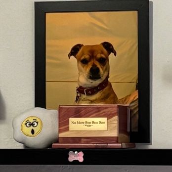 Murphy Pet Hospital - Daisy. January 8, 2016. - March 8, 2025 - Veterinarians Near Me - Sunnyvale, California Murphy Pet Hospital - Daisy. January 8, 2016. - March 8, 2025 - Veterinarians Near Me - Sunnyvale, California