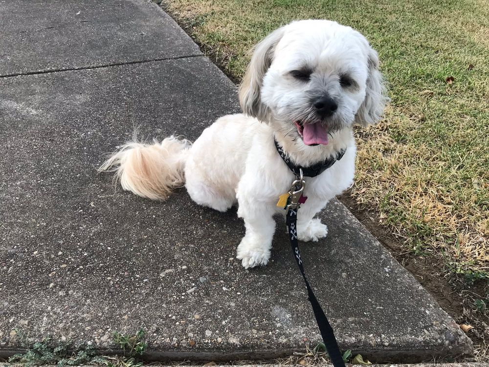 CRISTINA’S DOG GROOMING Updated September 2024 11 Reviews 4130 W