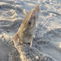 Smitty's Surf Fishing