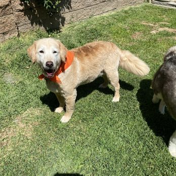 Hello Kim's Grooming - Pet Groomers Near Me - La Mirada, California Hello Kim's Grooming - Pet Groomers Near Me - La Mirada, California