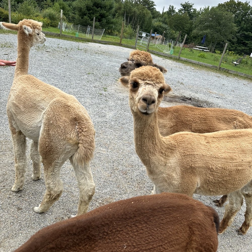 The Blue Alpaca Ranch and Store - Ranches Near Me - Belfast, Maine The Blue Alpaca Ranch and Store - Ranches Near Me - Belfast, Maine