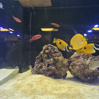 Wet Pets - Local Fish Stores Near Me - Las Vegas, Nevada