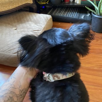 Kim's Pet Resort - AFTER... - Pet Groomers Near Me - Granby, Massachusetts