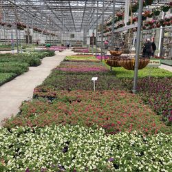 Woldhuis Farms Sunrise Greenhouse