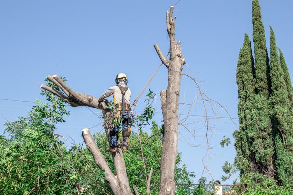 Tree Removal - Favor Tree Care specializes in residential and commercial pruning/trimming, tree removal, stump grinding, brush clearing, hedge pruning, palm trimming. Call or text photos of tree to (714) 395-9495 to get a quote. Favor Tree Care is ISA certified. Every project is treated with the highest level of professionalism to ensure you are heard, and we can deliver the highest expectations.