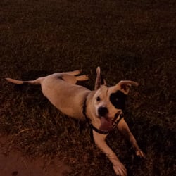 RJ Dog Park at Pecos Park
